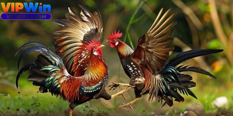 Đá gà cựa dao