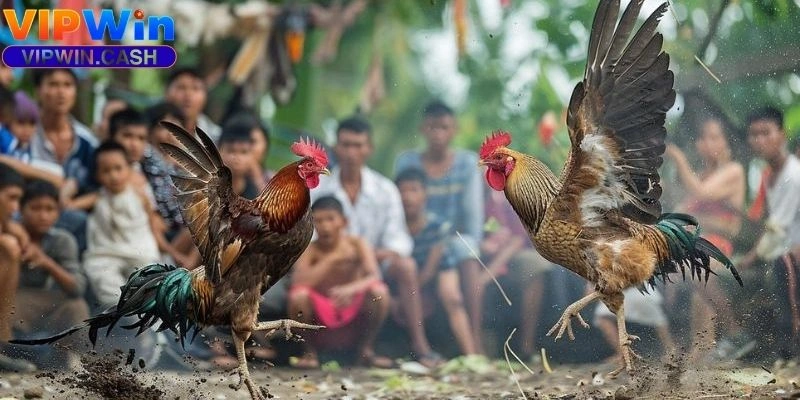 Đá gà cựa dao